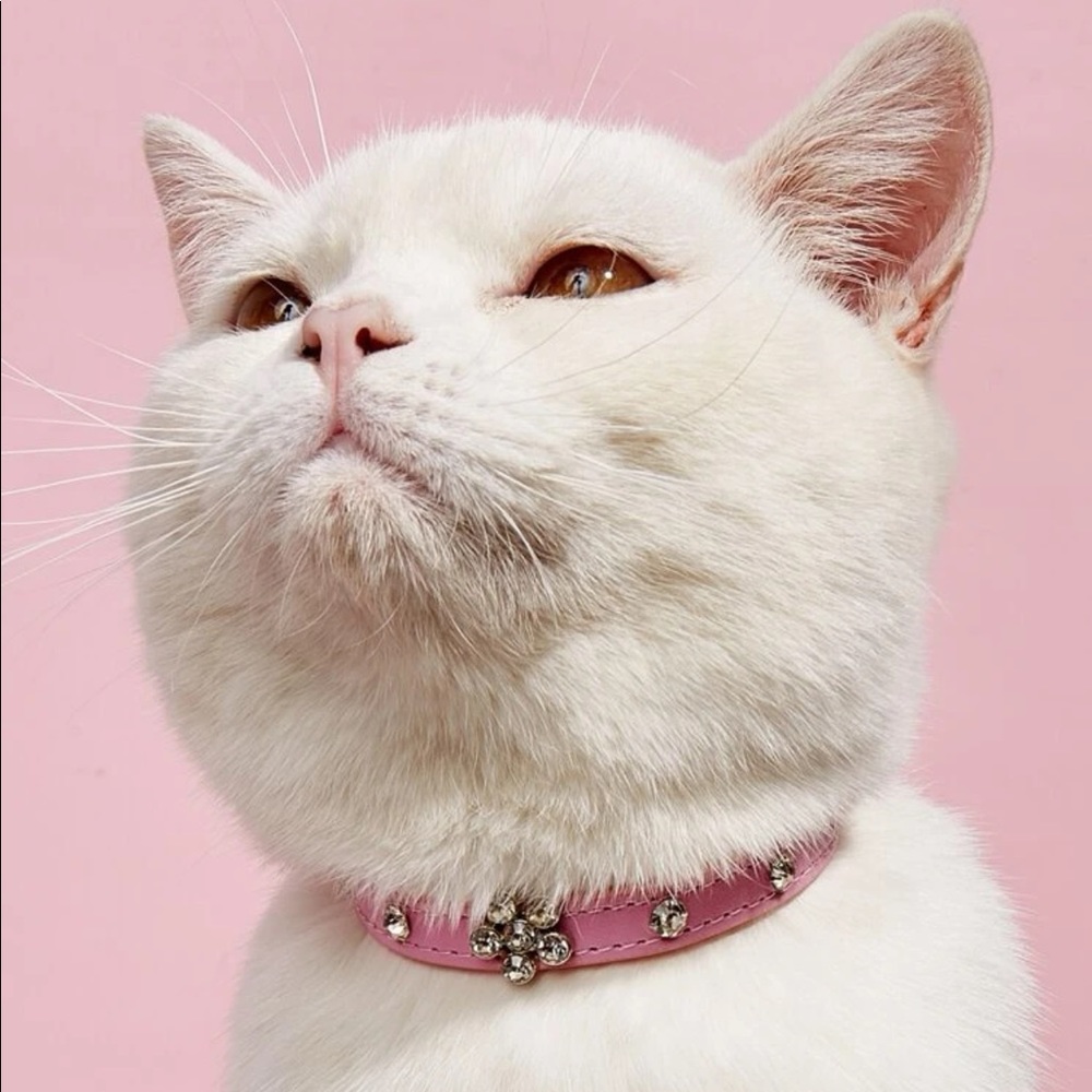 Rhinestone Decor Pet Collar 🐈